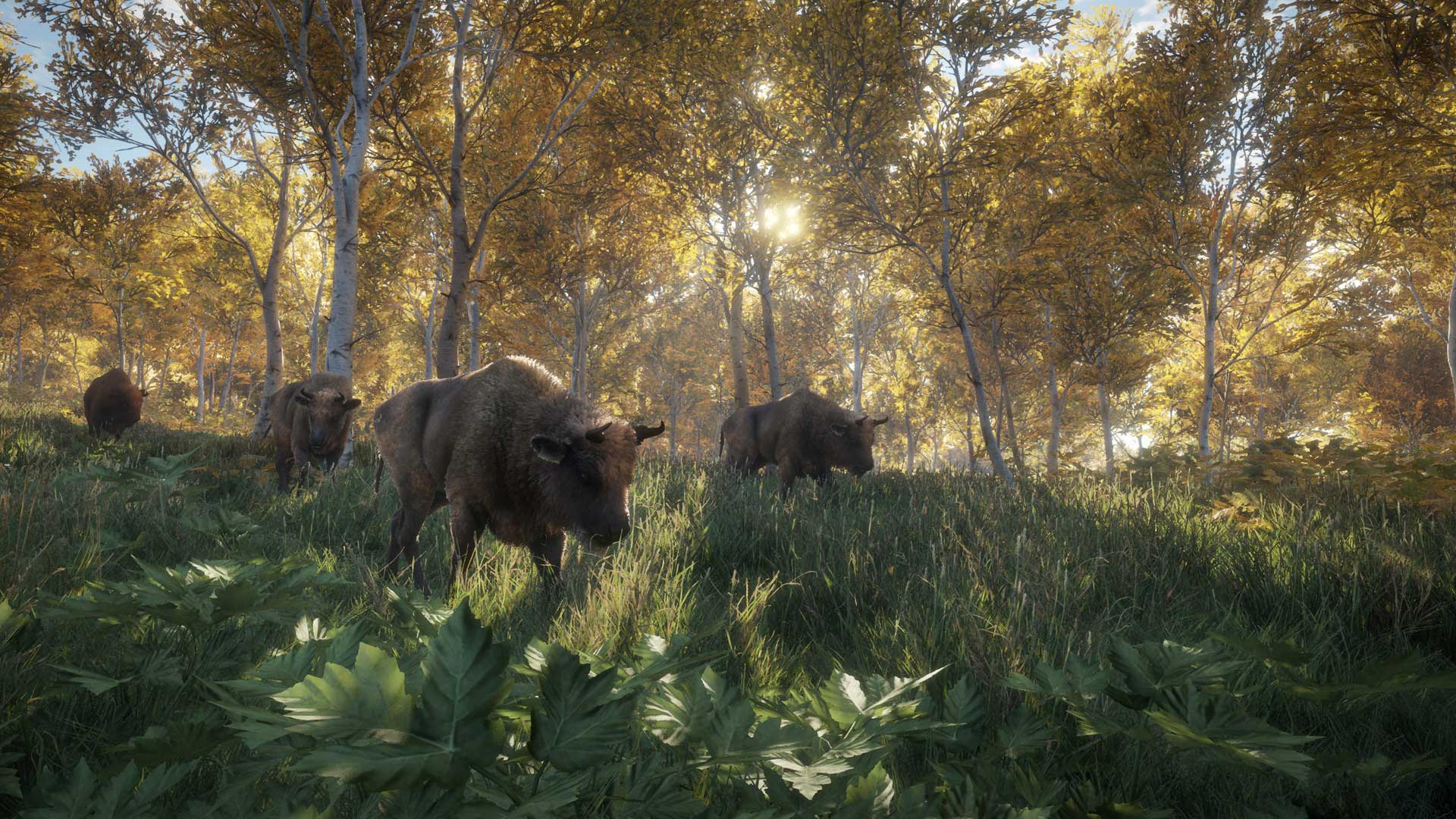 Call of the Wild 6