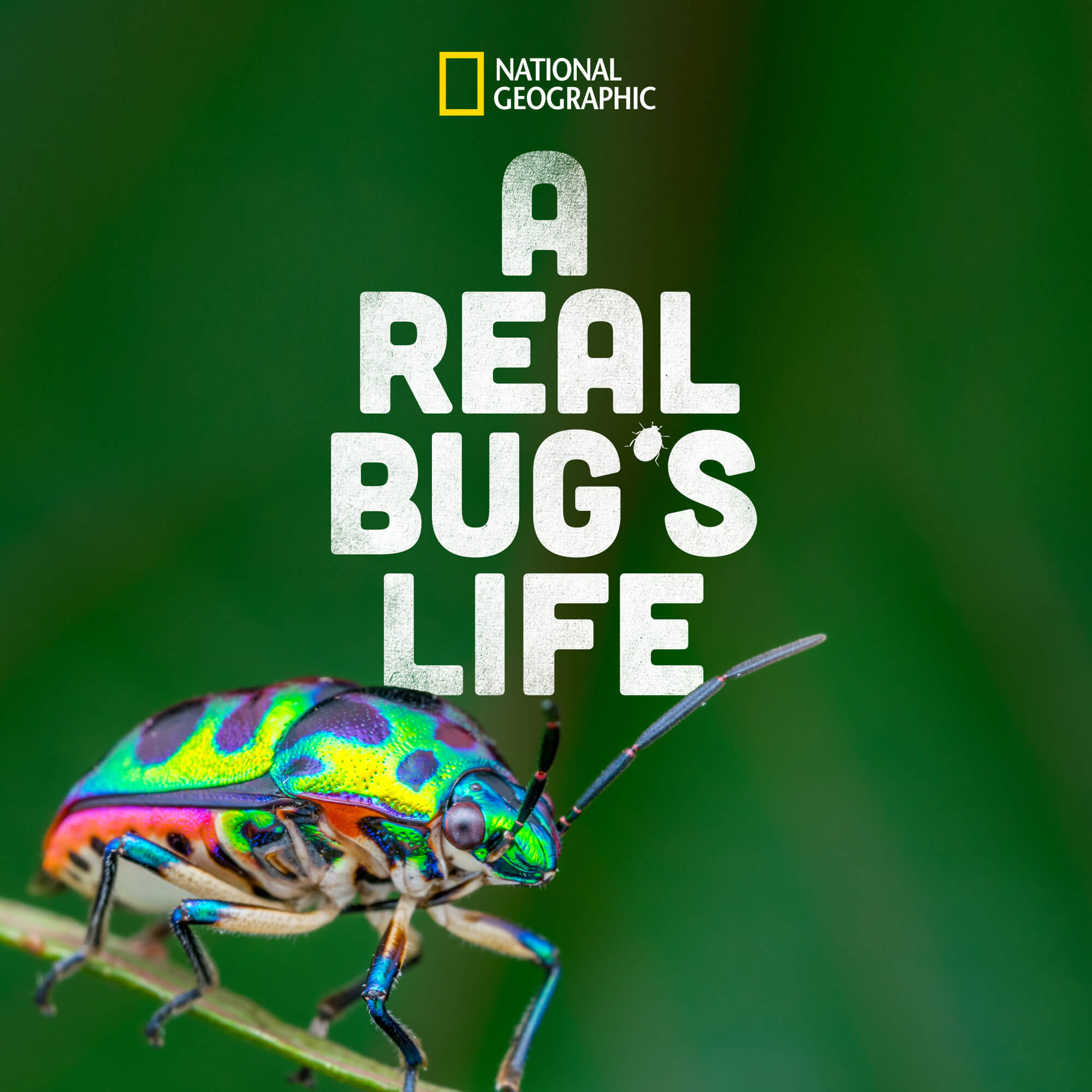 A Real Bugs Life